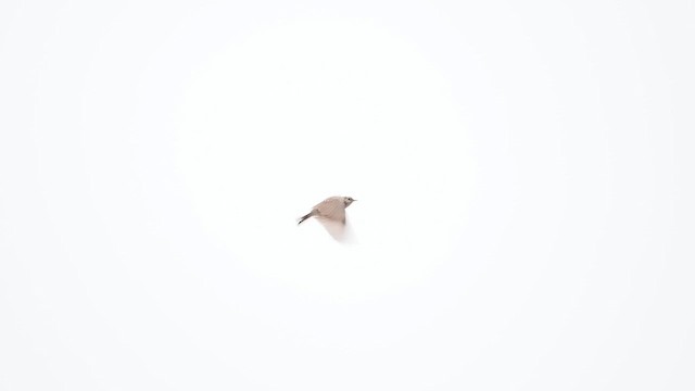 Puna Pipit - ML627993164