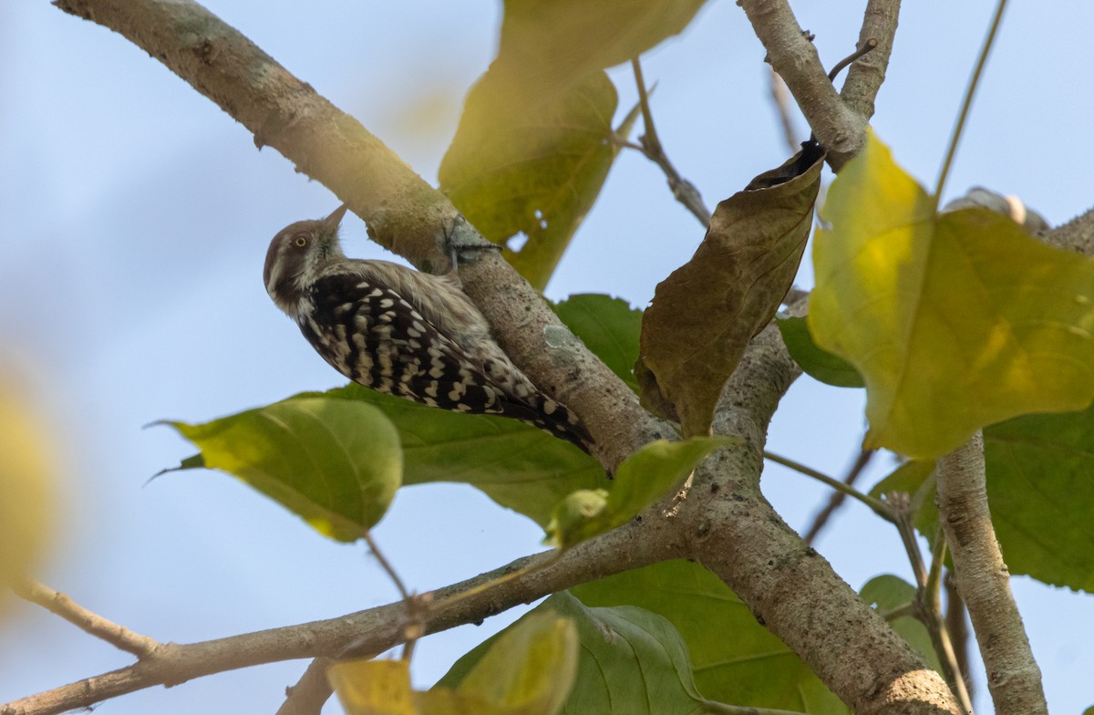 Brown-capped Pygmy Woodpecker - ML627993165