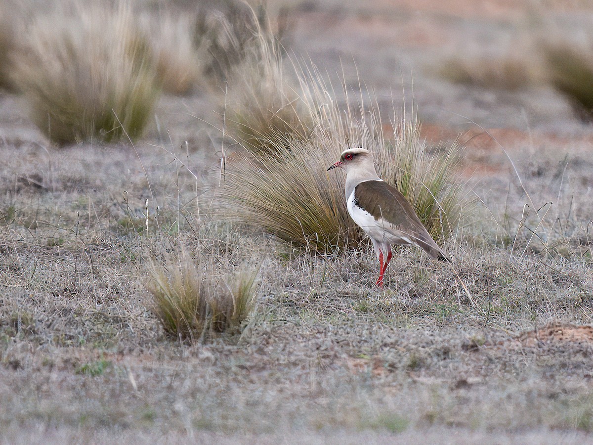 Andean Lapwing - ML627993167