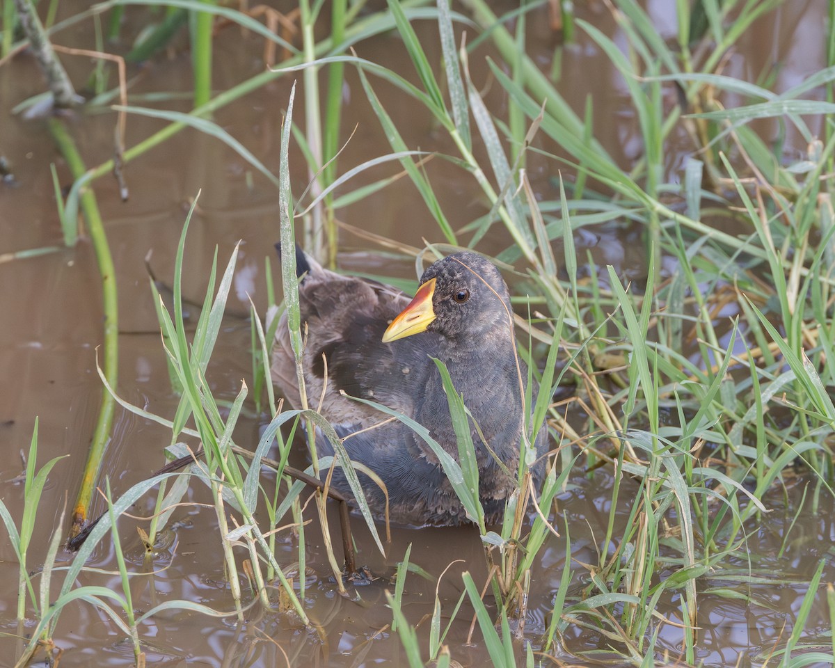 Lesser Moorhen - ML627993177