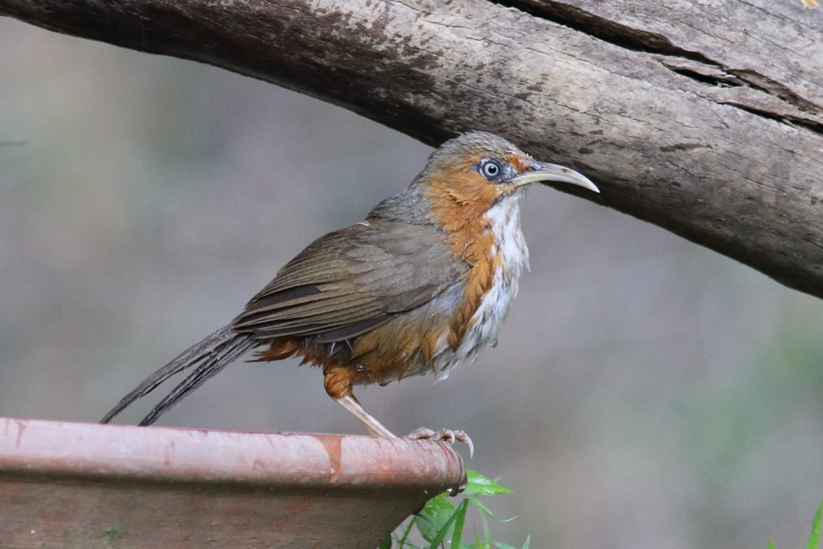 Rusty-cheeked Scimitar-Babbler - ML627993179