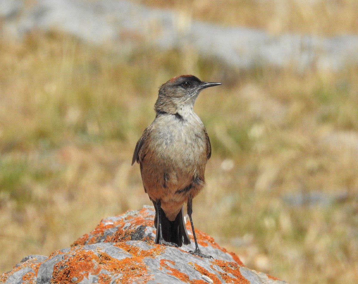 Cinnamon-bellied Ground-Tyrant - ML627993306