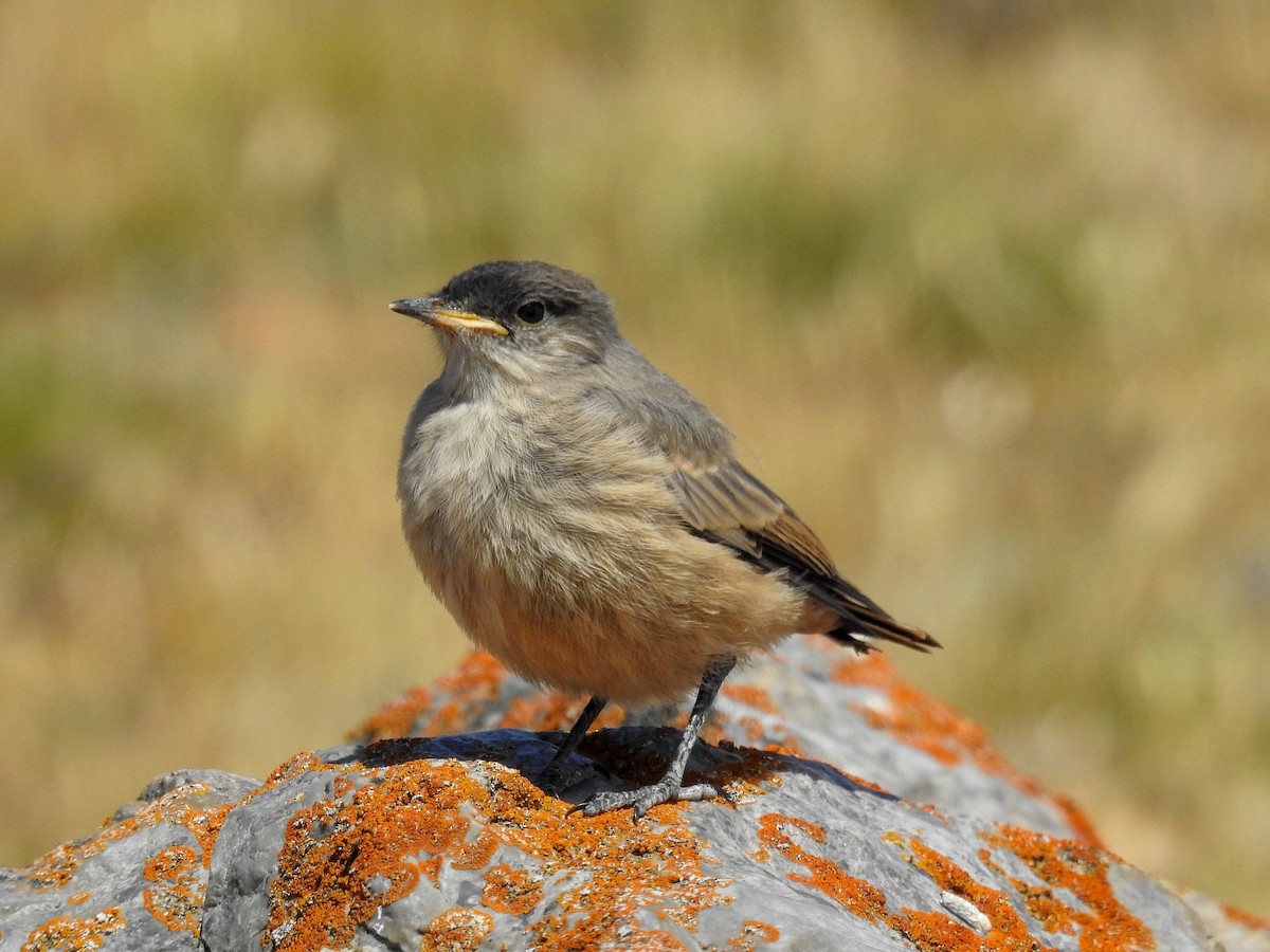 Cinnamon-bellied Ground-Tyrant - ML627993307