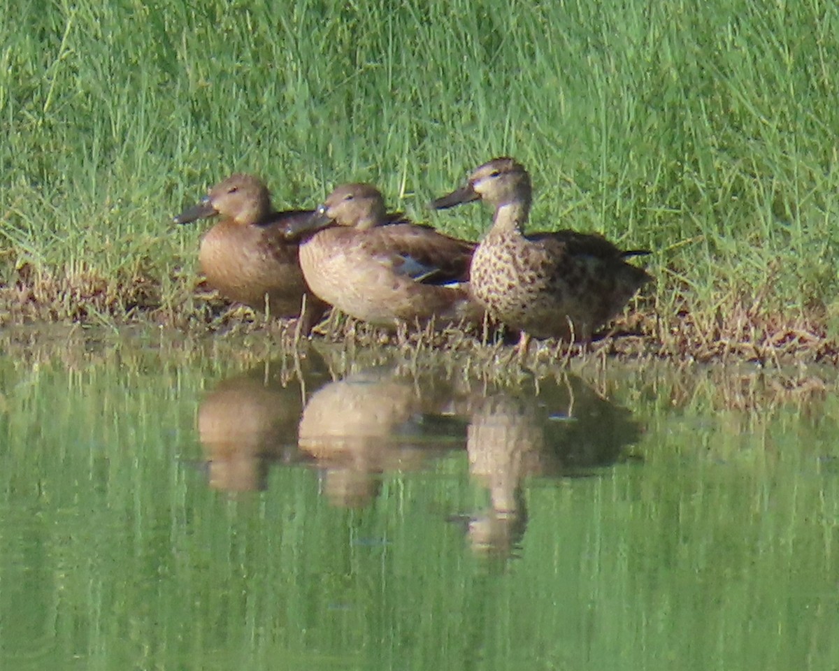 Cinnamon Teal - ML627993325