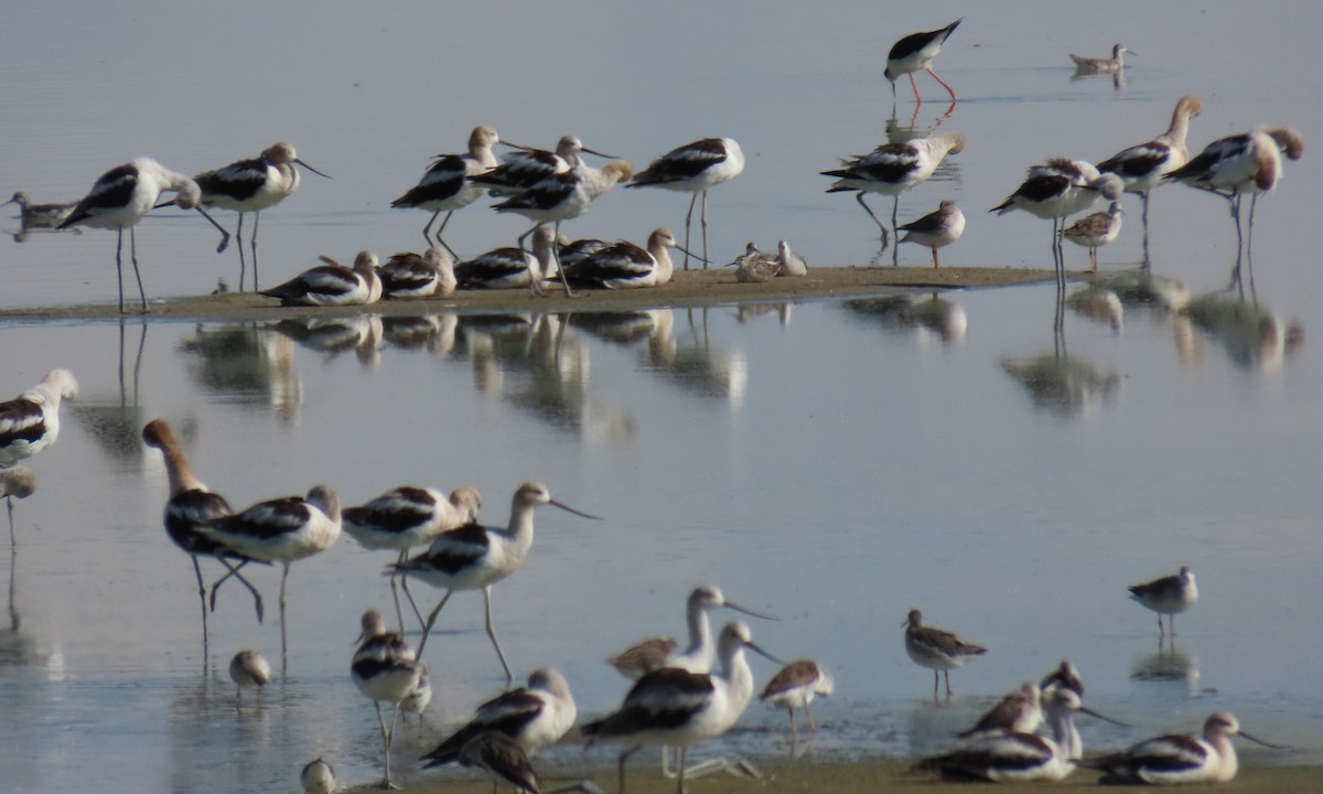 American Avocet - ML627993358