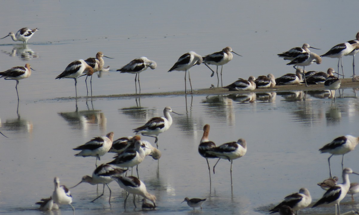 American Avocet - ML627993359