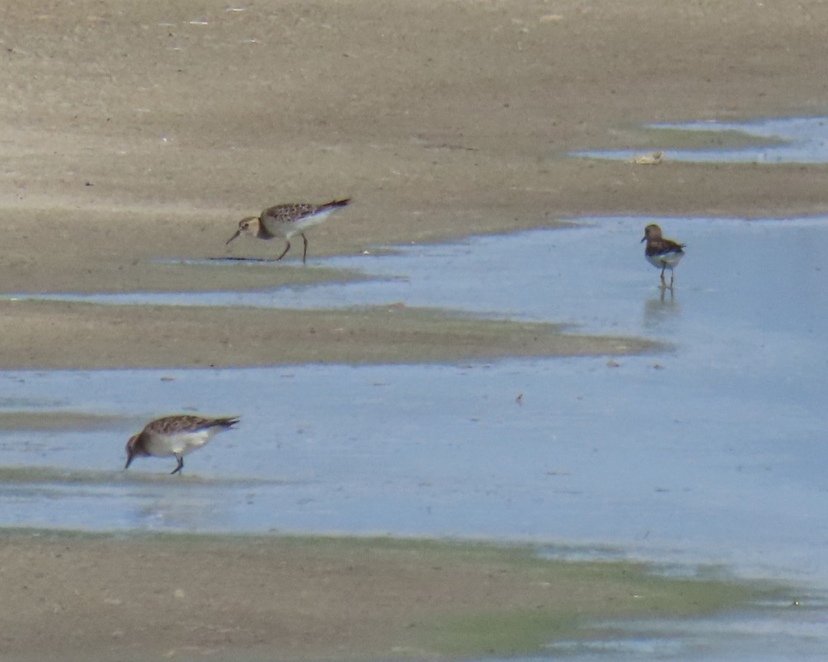 Baird's Sandpiper - ML627993373