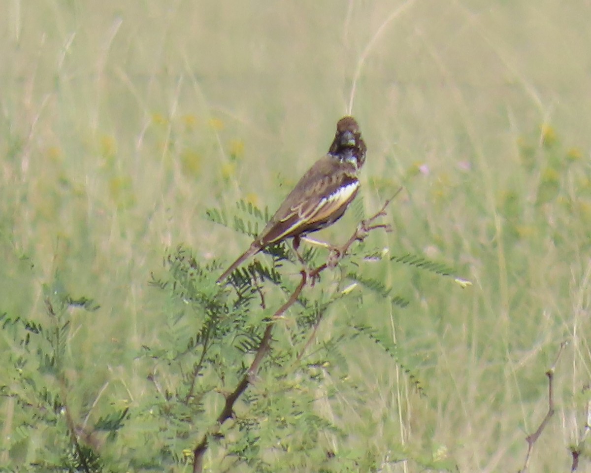 Lark Bunting - ML627993378