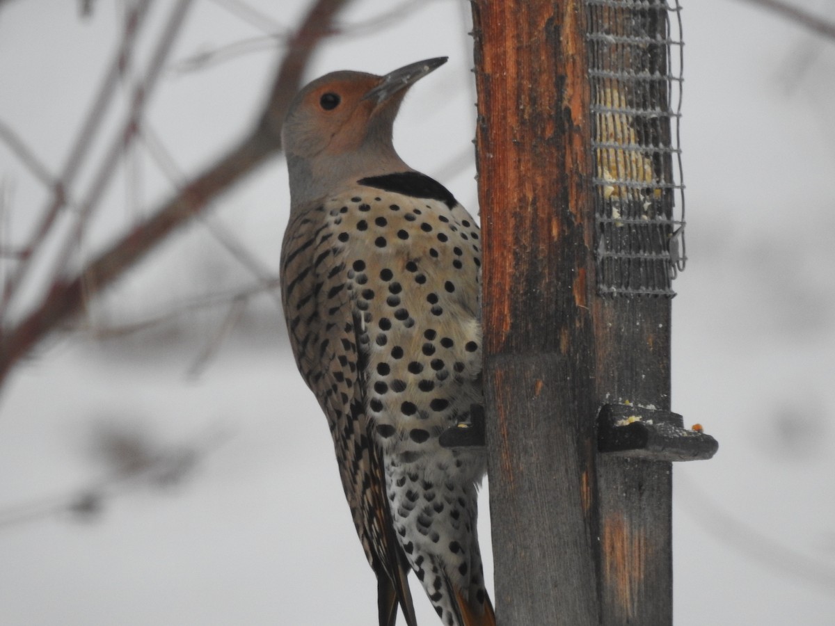 Northern Flicker - ML627993382