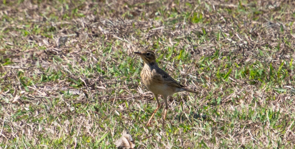 Paddyfield Pipit - ML627993482