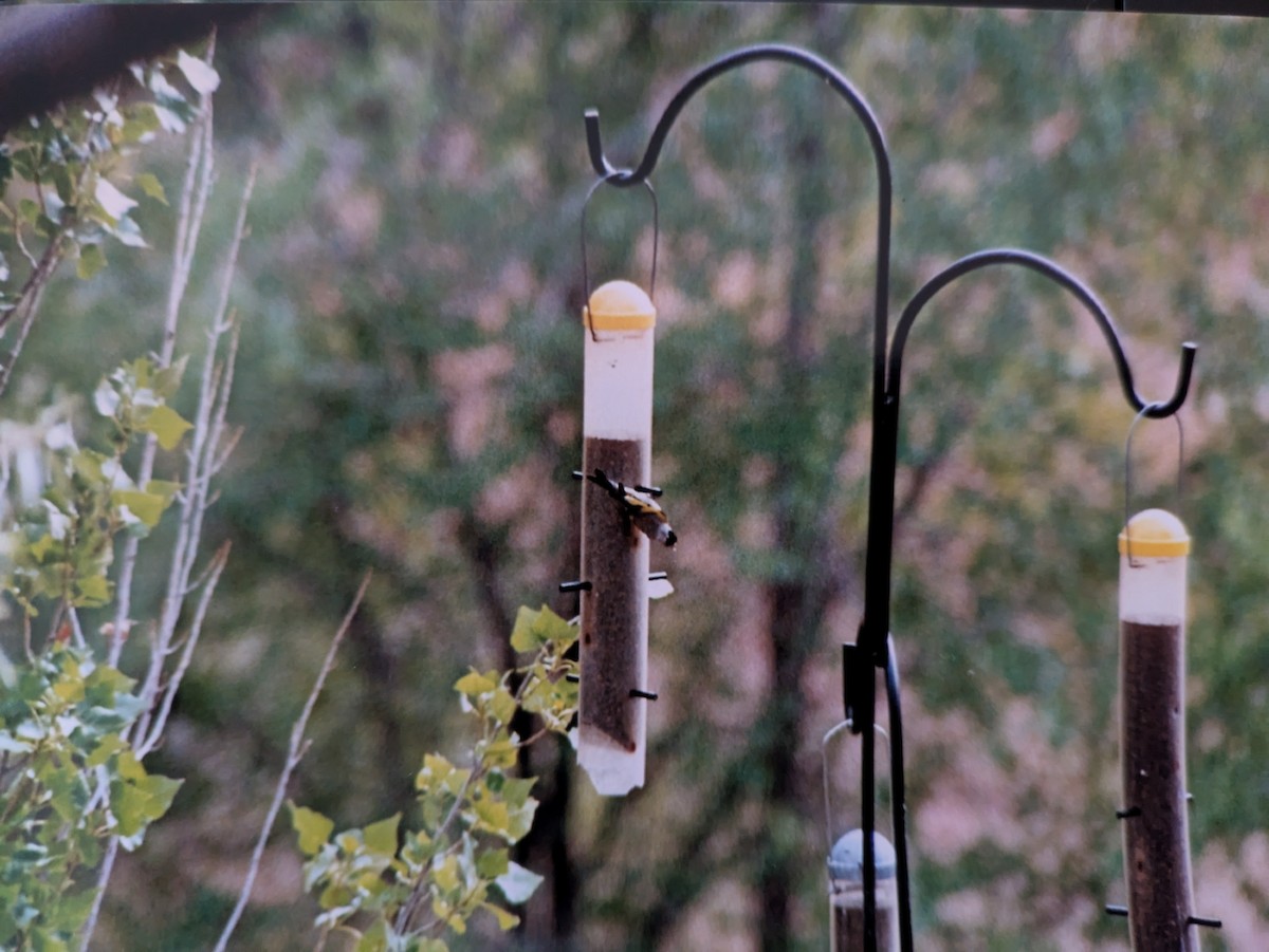 Lawrence's Goldfinch - ML627993518