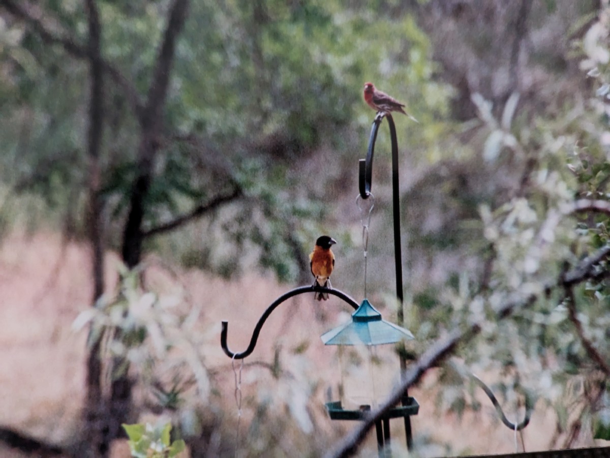 Black-headed Grosbeak - ML627993538