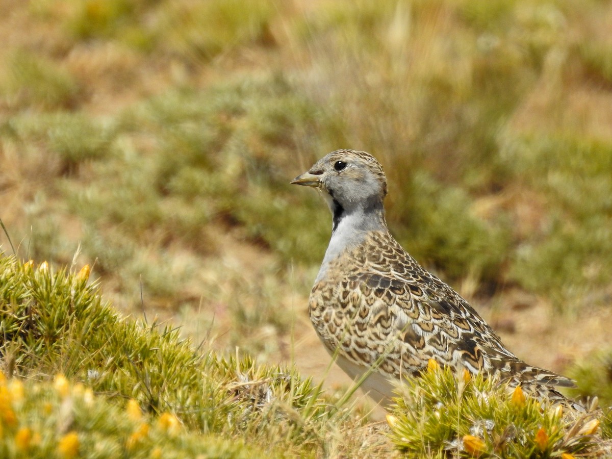 Least Seedsnipe - ML627993542