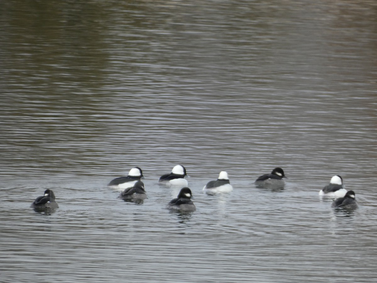 Bufflehead - ML627993596