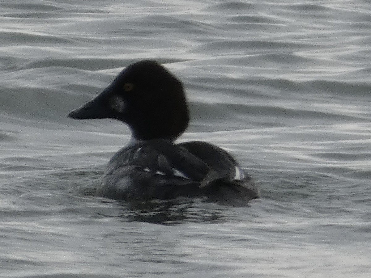 Common Goldeneye - ML627993617