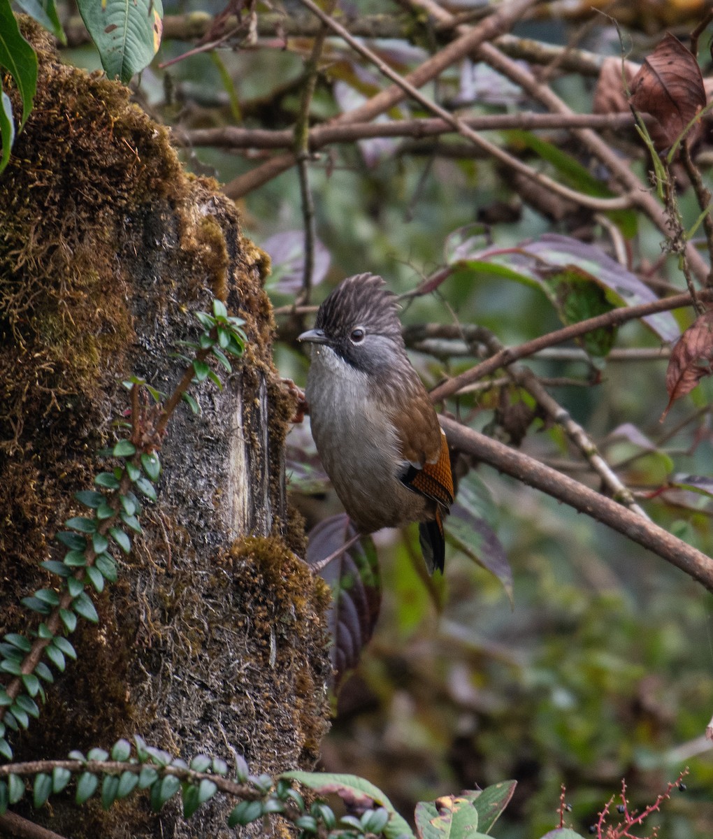 Hoary-throated Barwing - ML627993636