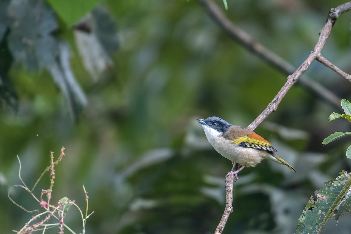 White-browed Shrike-Babbler - ML627993675