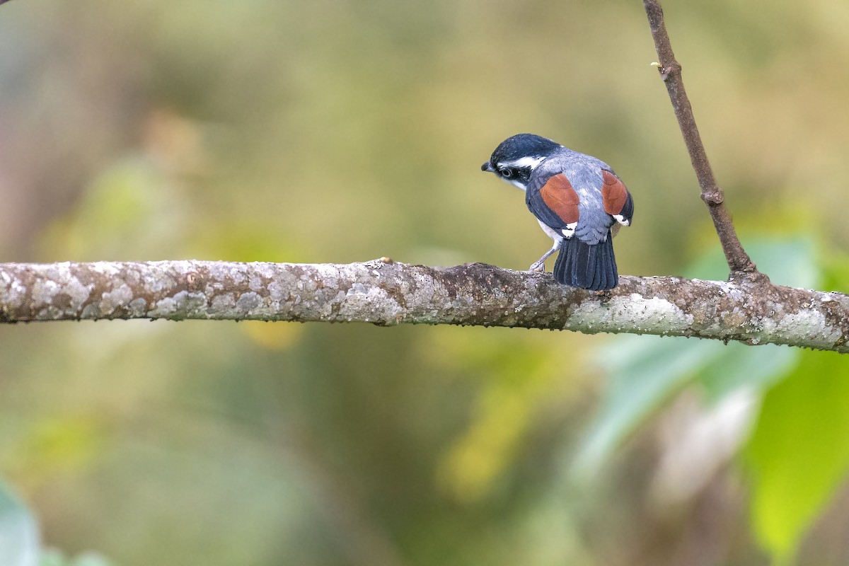 White-browed Shrike-Babbler - ML627993676
