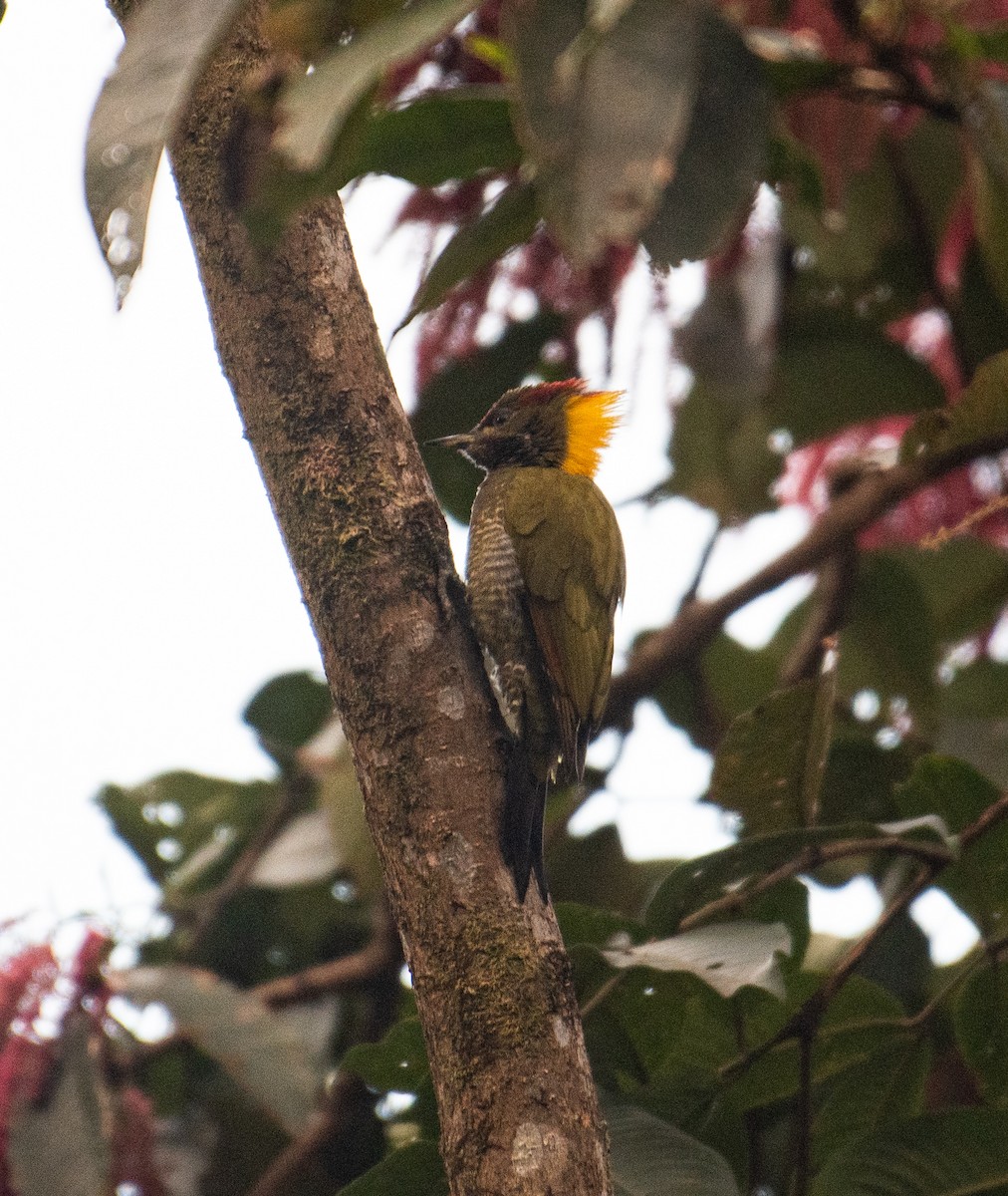 Lesser Yellownape - ML627993687