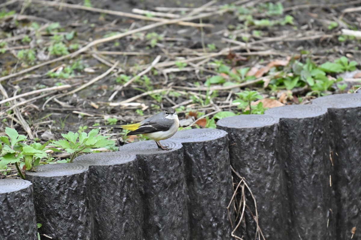 Gray Wagtail - ML627993763