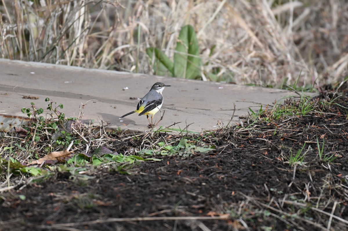 Gray Wagtail - ML627993772