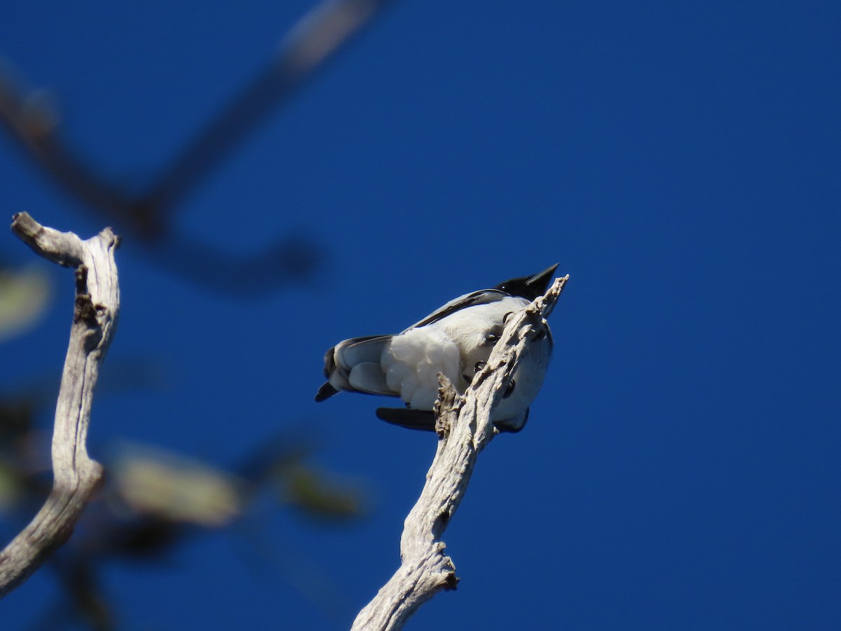 Black-faced Cuckooshrike - ML627993874