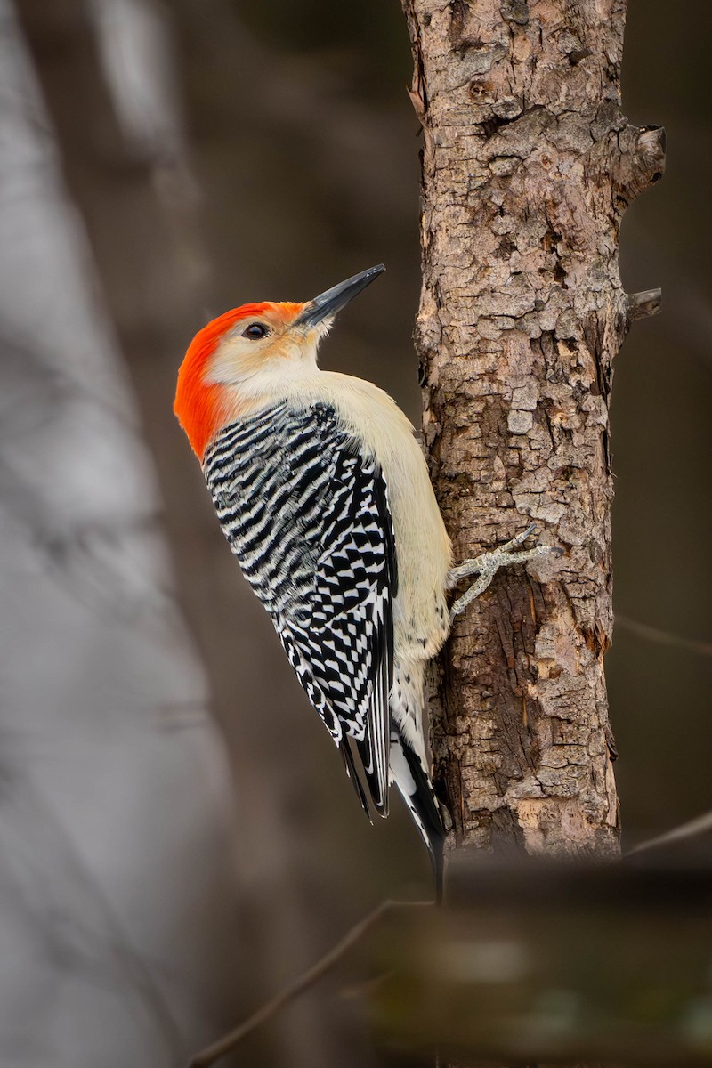 Red-bellied Woodpecker - ML627993887