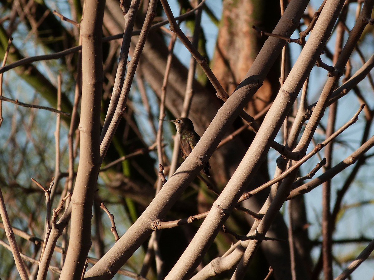 Broad-tailed Hummingbird - ML627993888