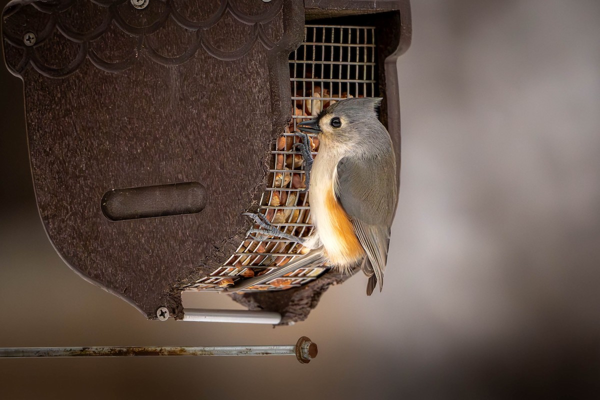 Tufted Titmouse - ML627993894