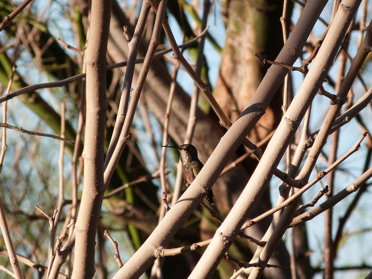 Broad-tailed Hummingbird - ML627993899