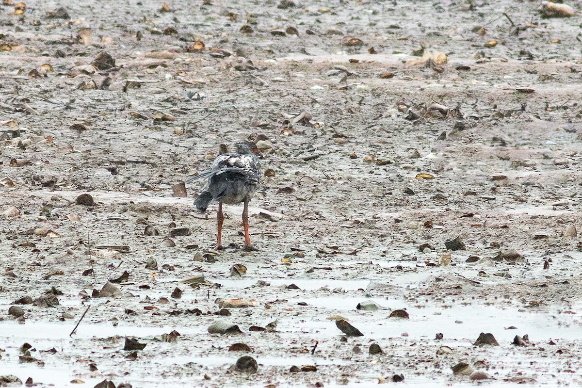 Southern Screamer - ML627993907