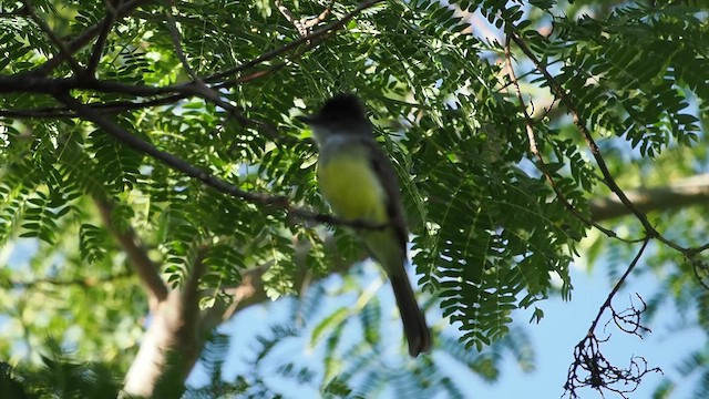 Dusky-capped Flycatcher - ML627993985