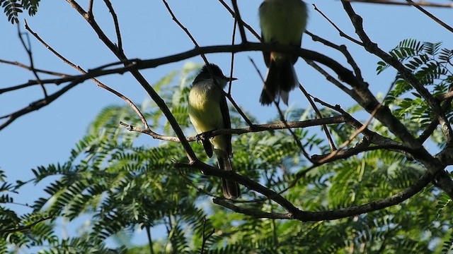 Dusky-capped Flycatcher - ML627993987