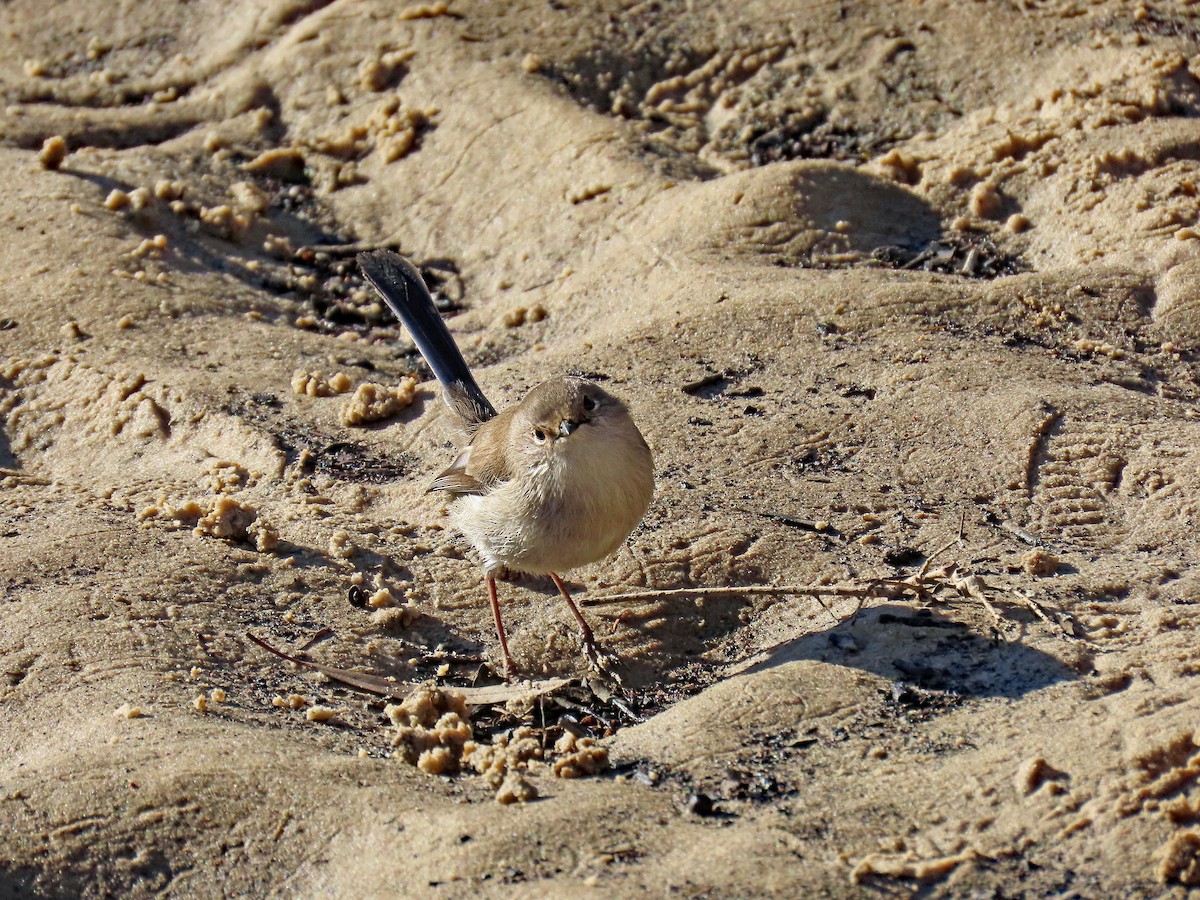 Superb Fairywren - ML627994009