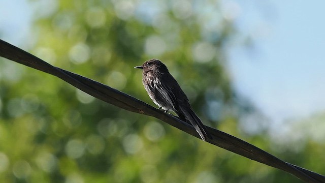 Black Phoebe - ML627994071