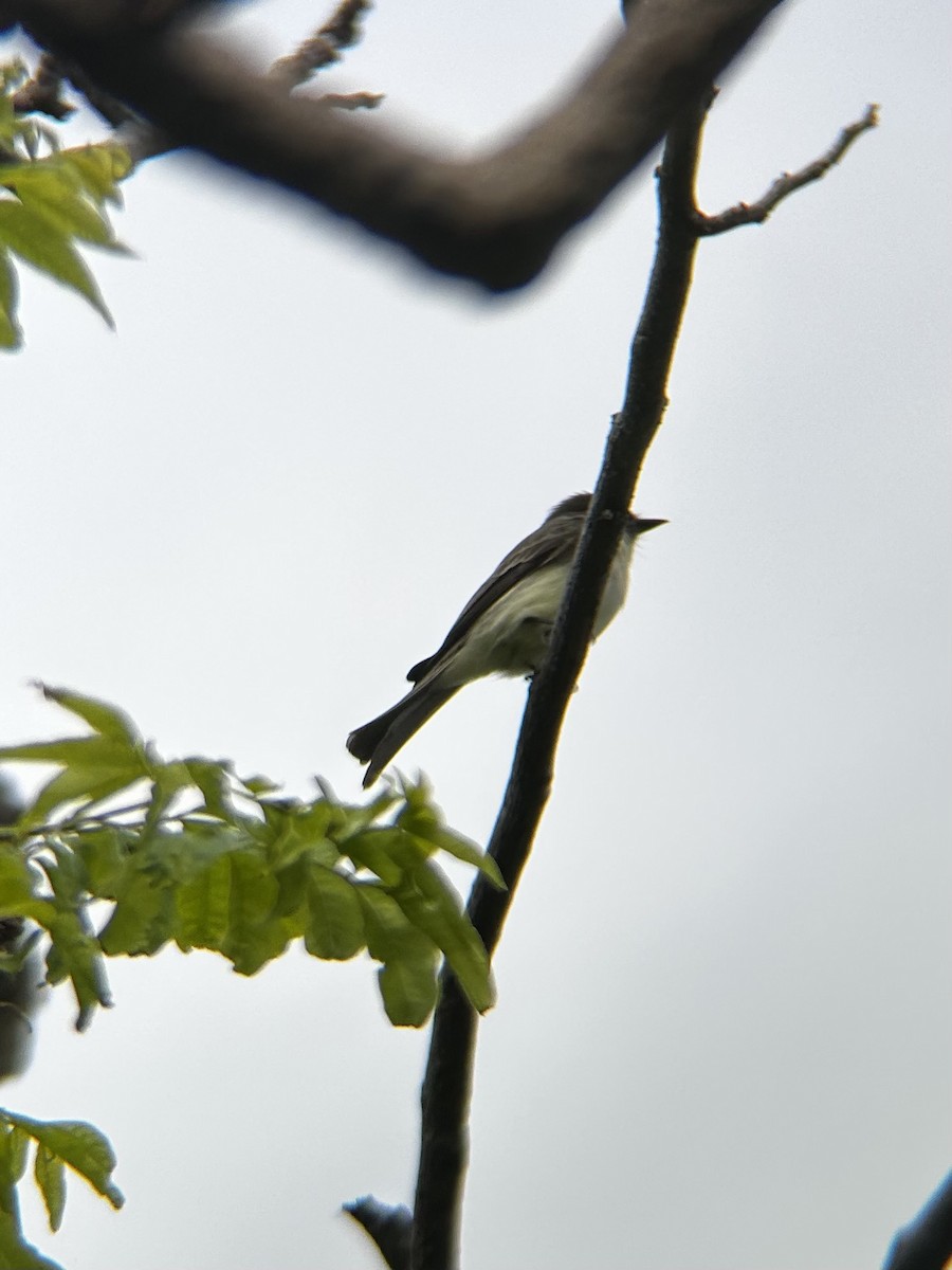 Eastern Phoebe - ML627994089