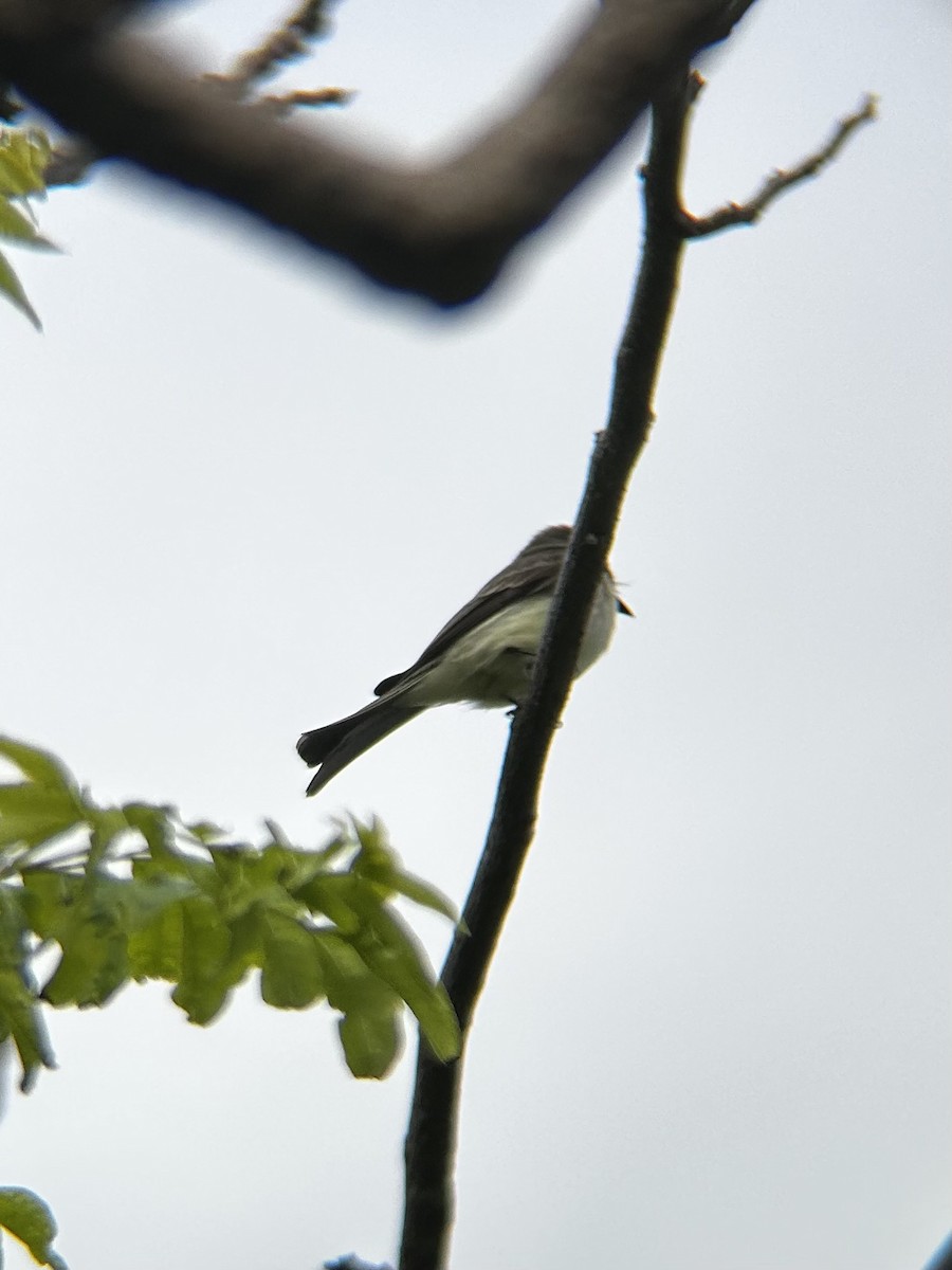 Eastern Phoebe - ML627994090