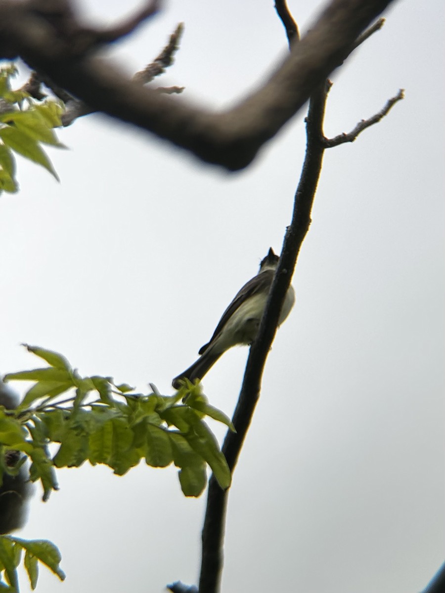 Eastern Phoebe - ML627994091