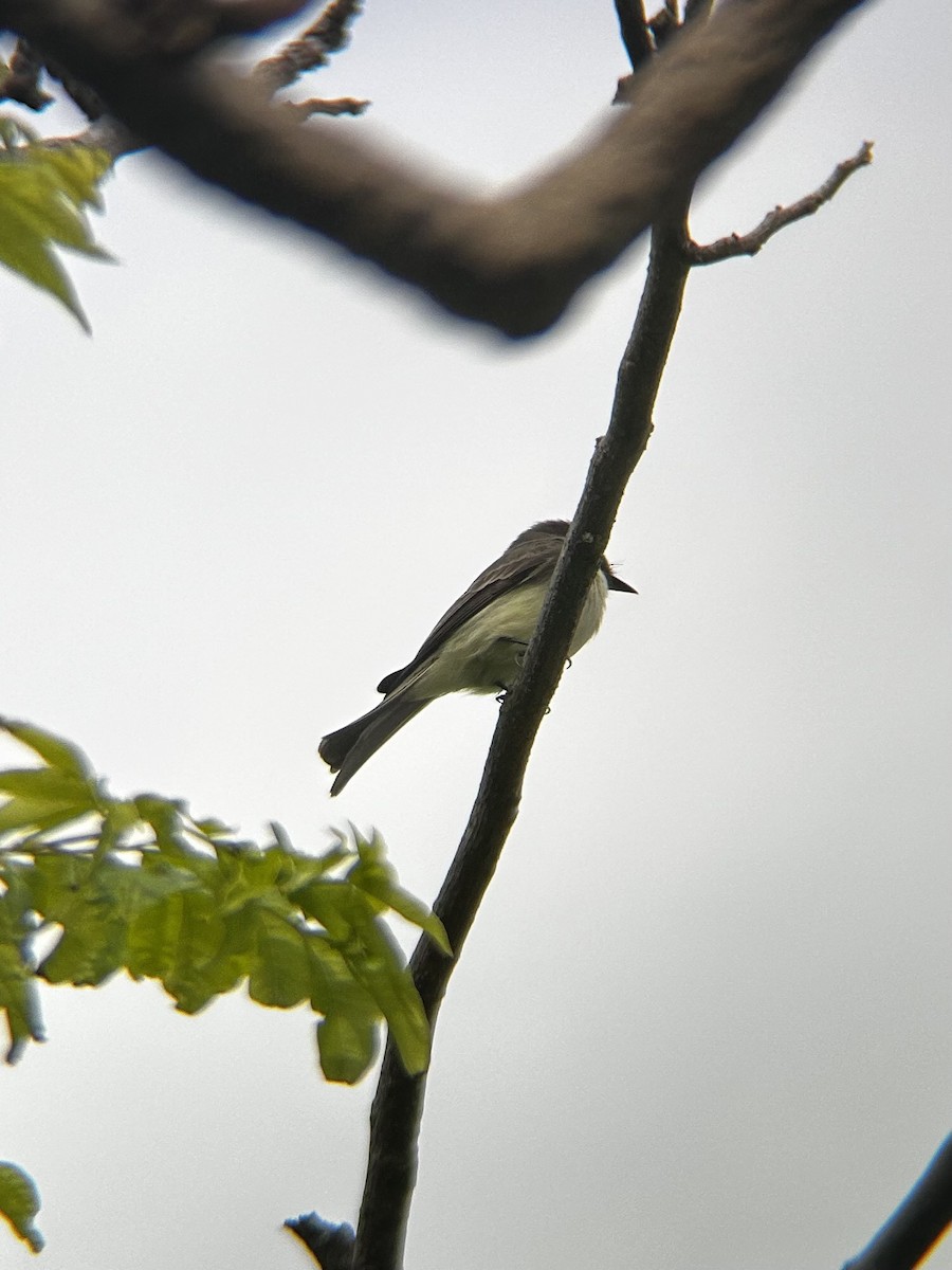 Eastern Phoebe - ML627994092