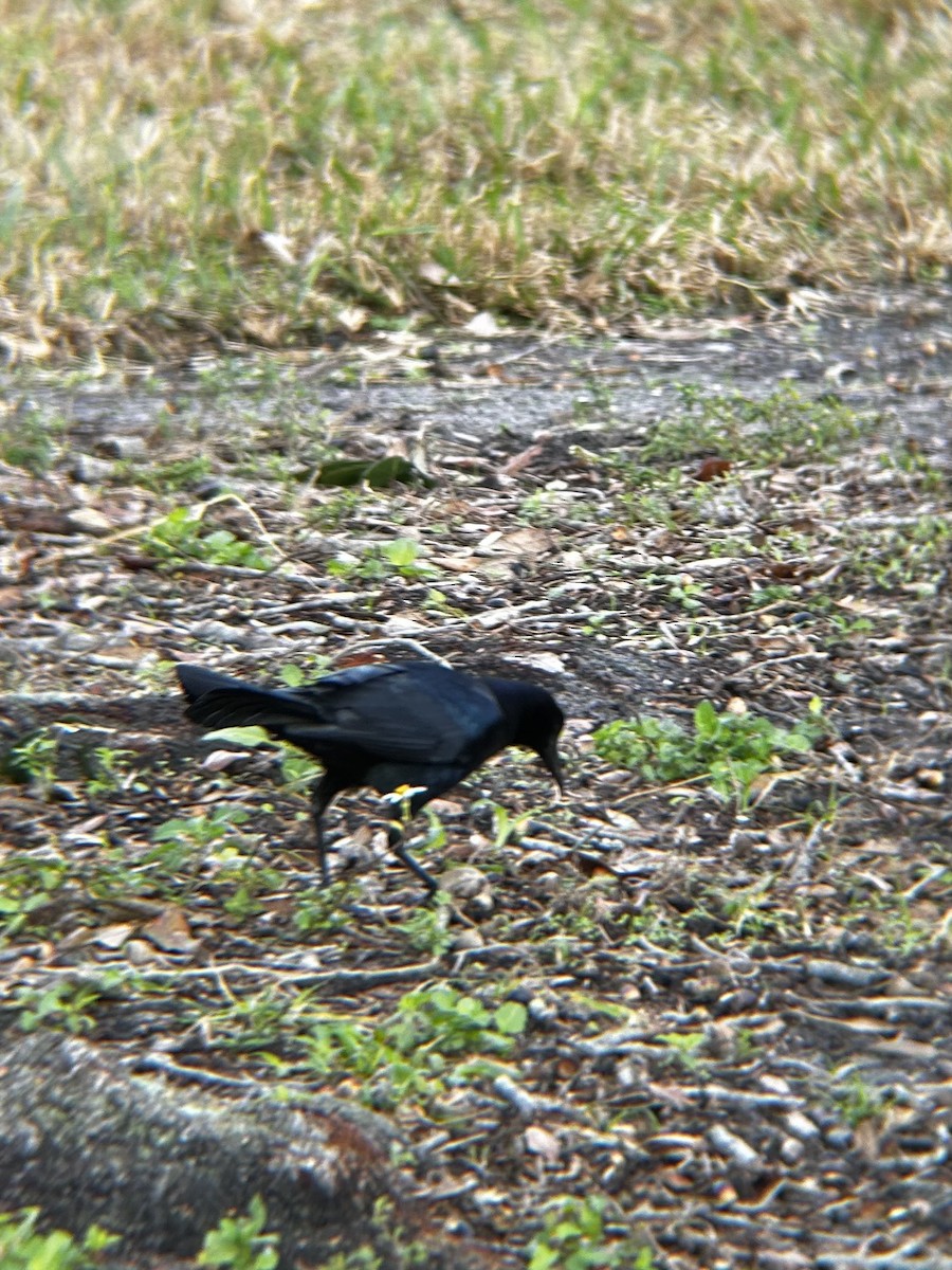 Boat-tailed Grackle (westoni) - ML627994102