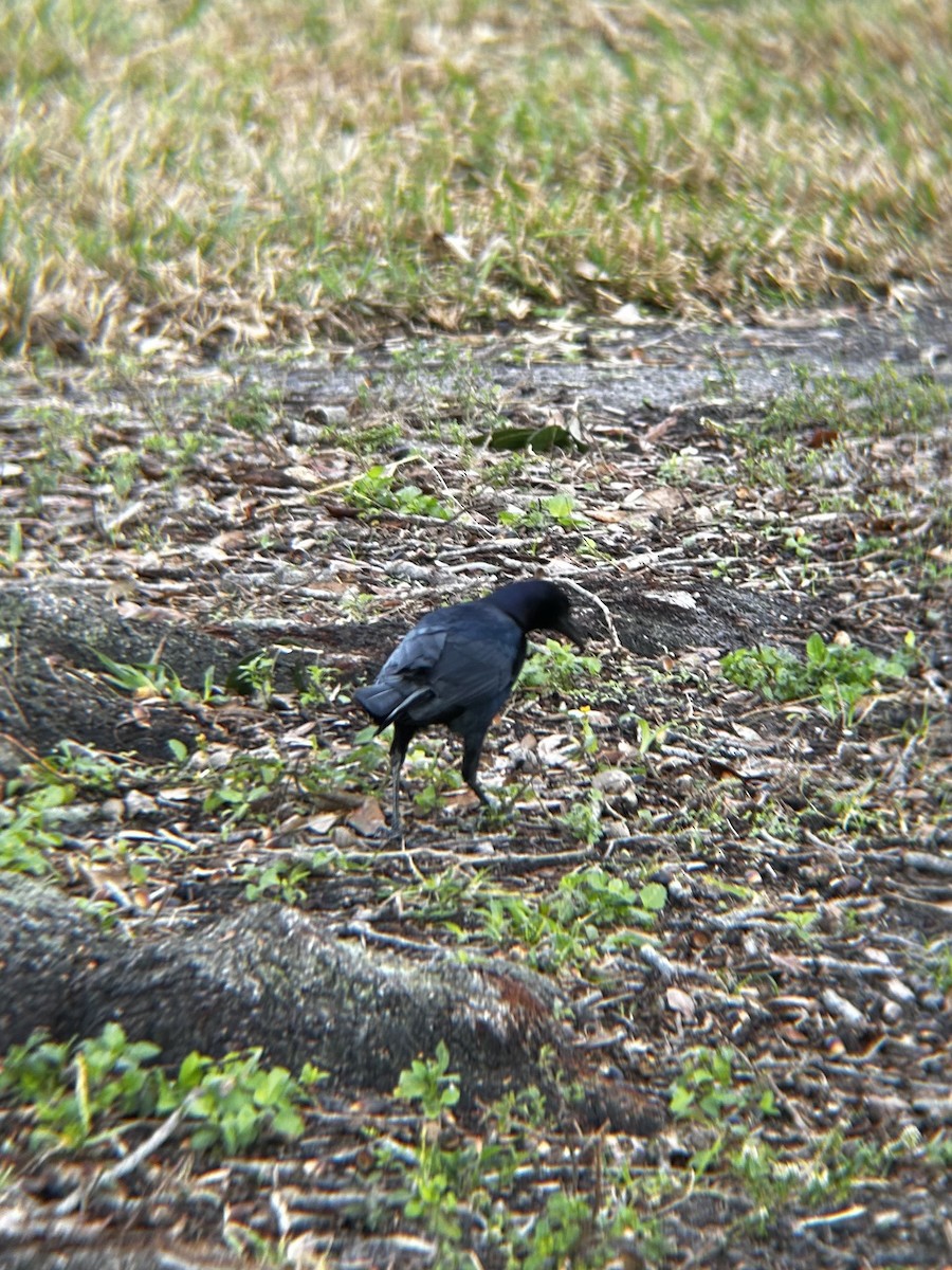 Boat-tailed Grackle (westoni) - ML627994103