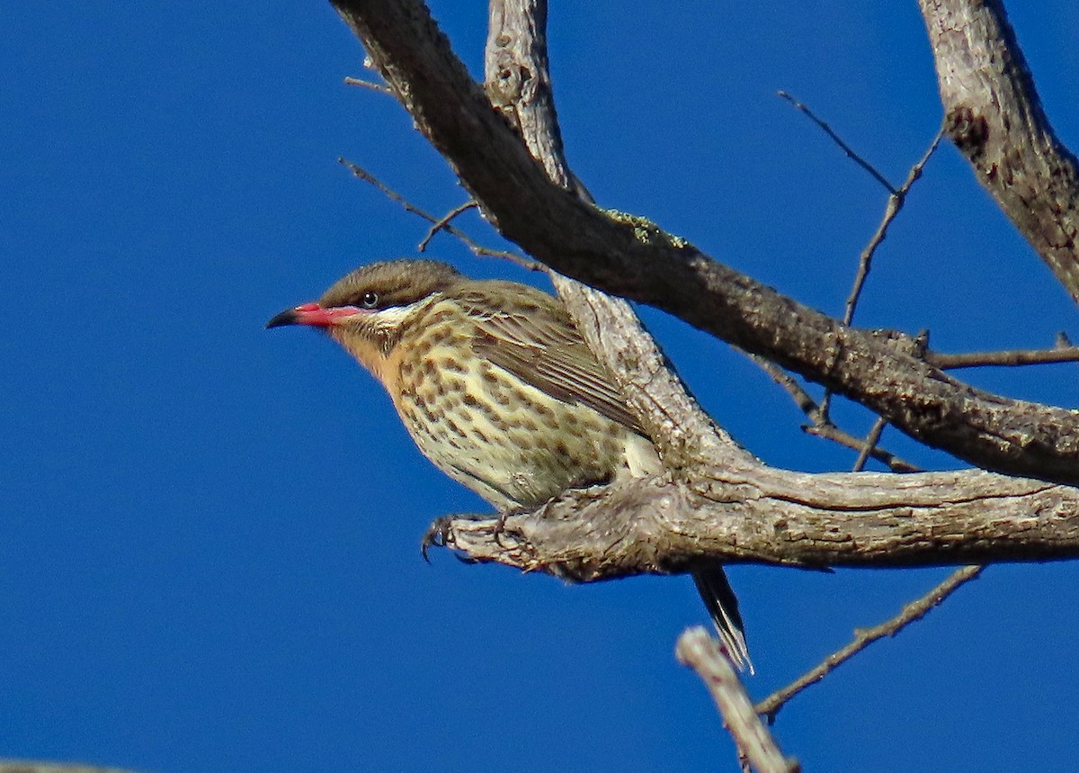 Spiny-cheeked Honeyeater - ML627994160