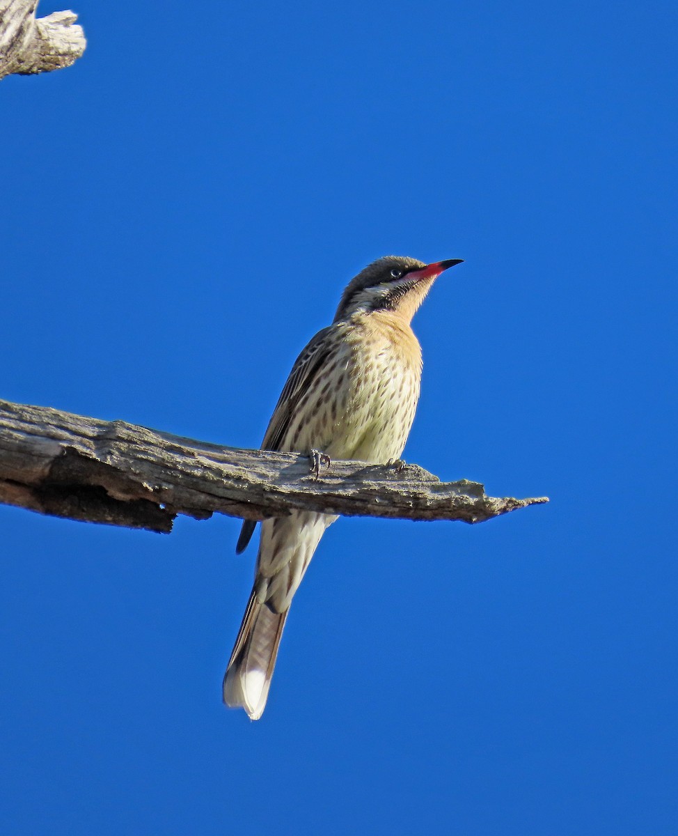 Spiny-cheeked Honeyeater - ML627994258