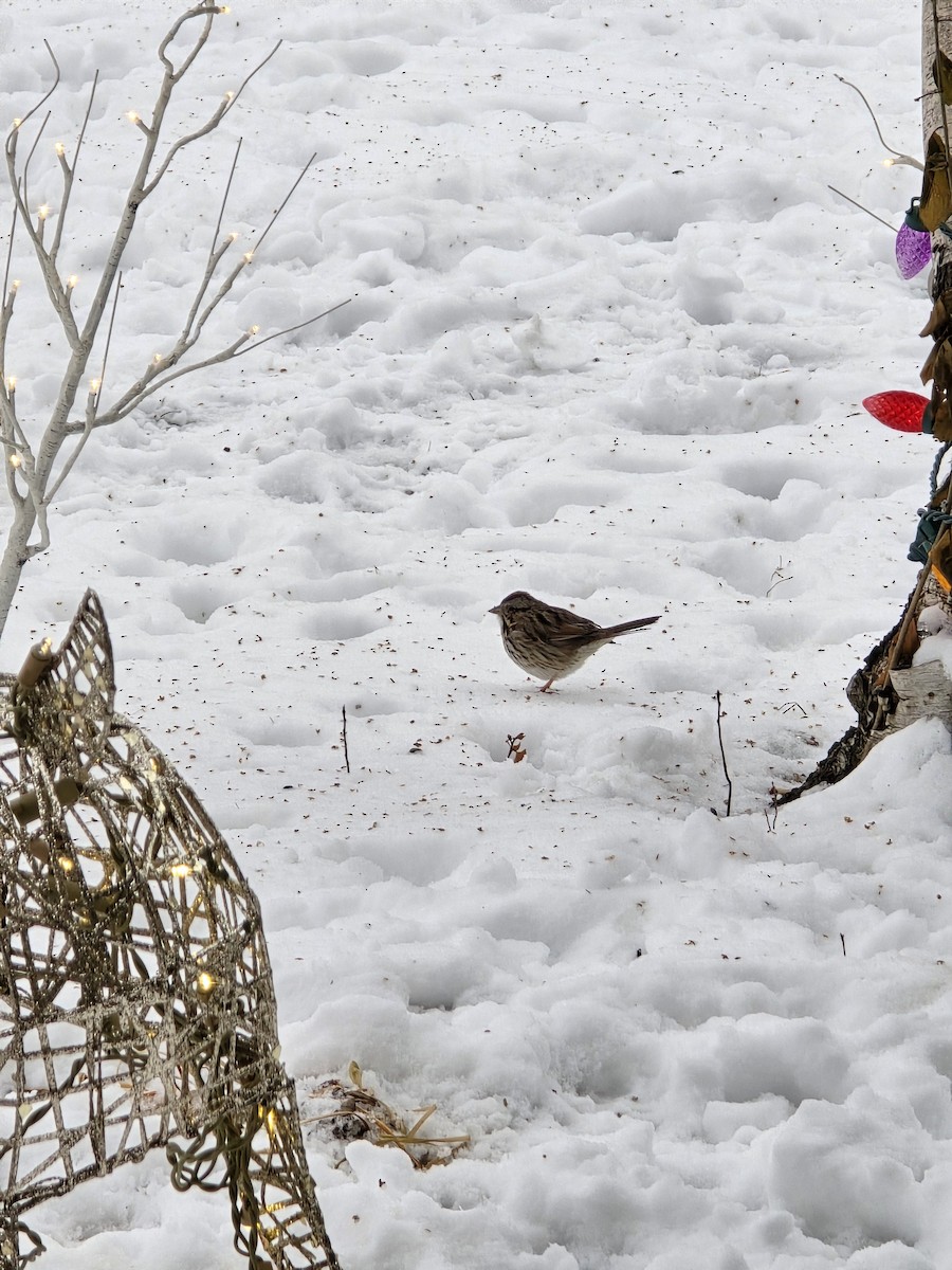 Song Sparrow - ML627994275