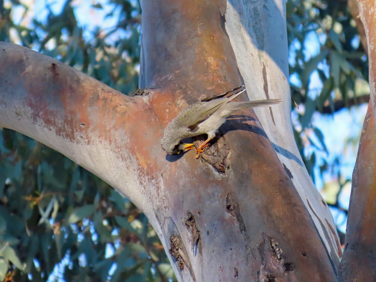 Noisy Miner - ML627994529