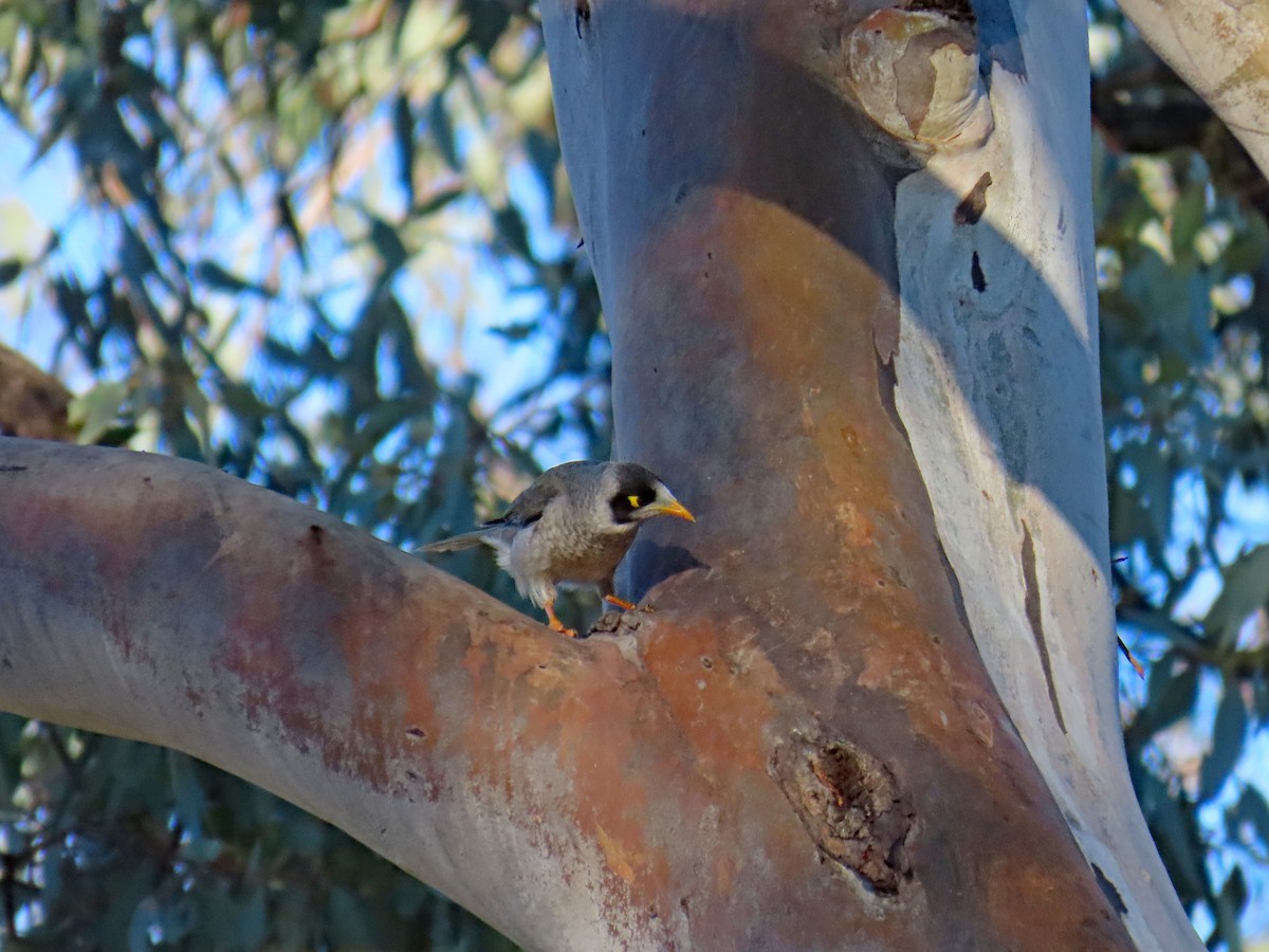 Noisy Miner - ML627994530