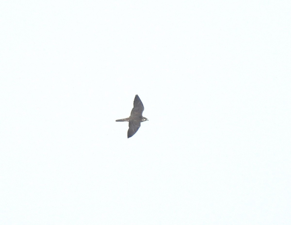 Peregrine Falcon - ML627994547