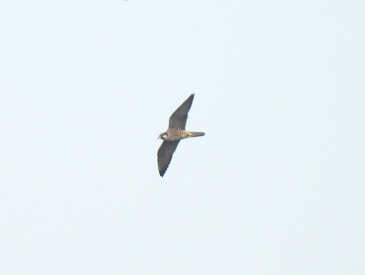 Peregrine Falcon - ML627994548