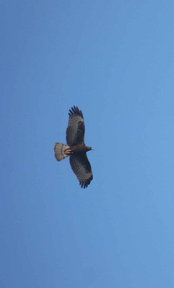 Oriental Honey-buzzard - ML627994558