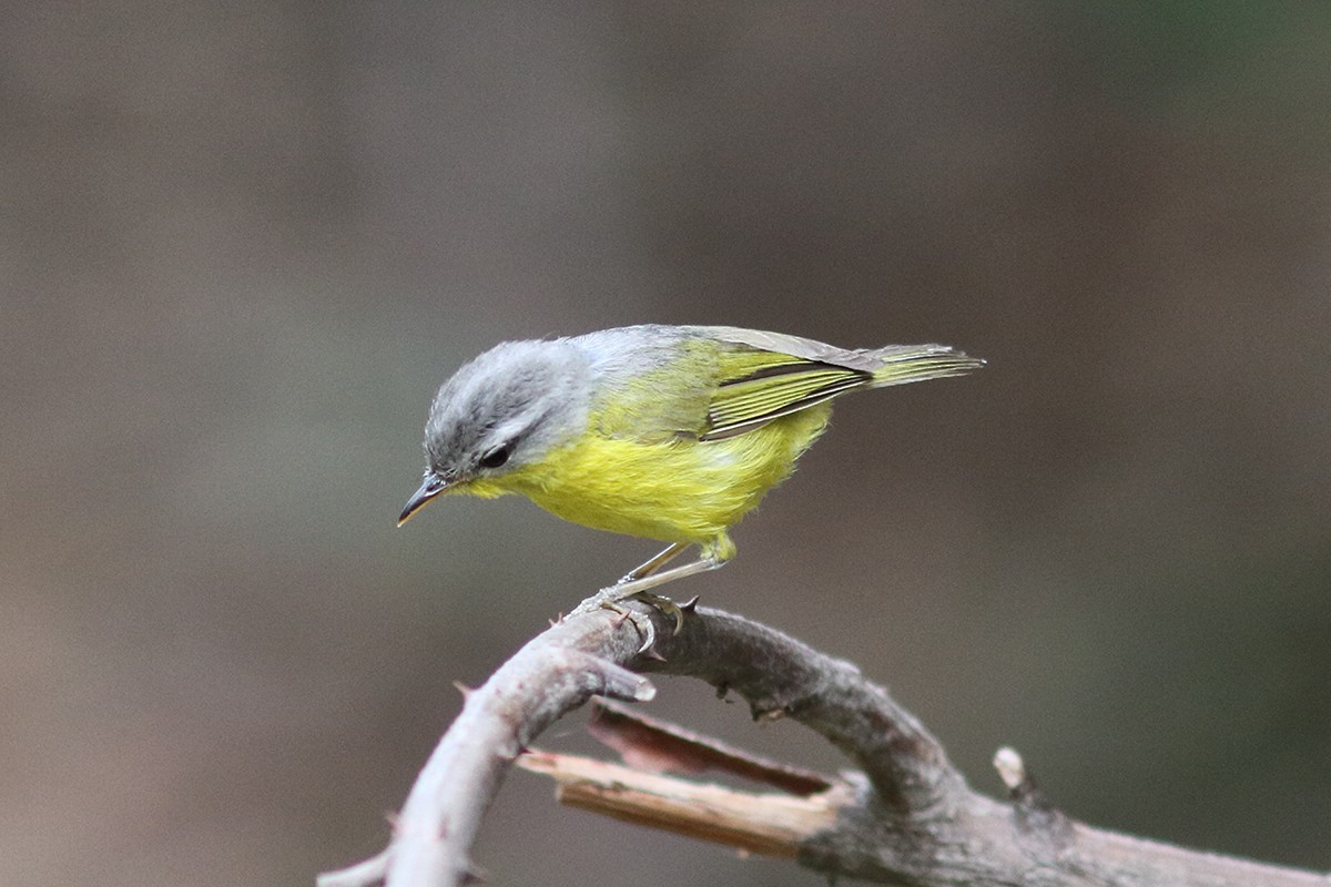 Gray-hooded Warbler - ML627994561